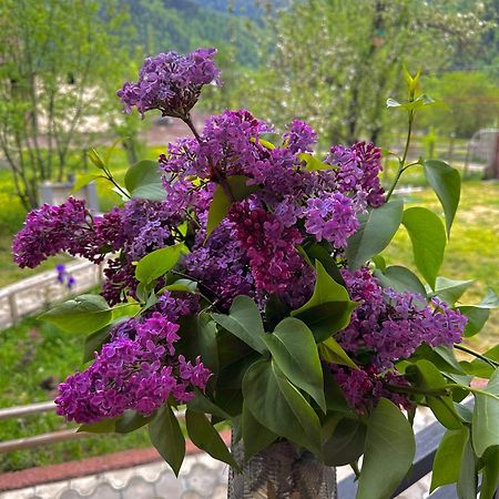 Green Mountain Borjomi Bagian luar foto