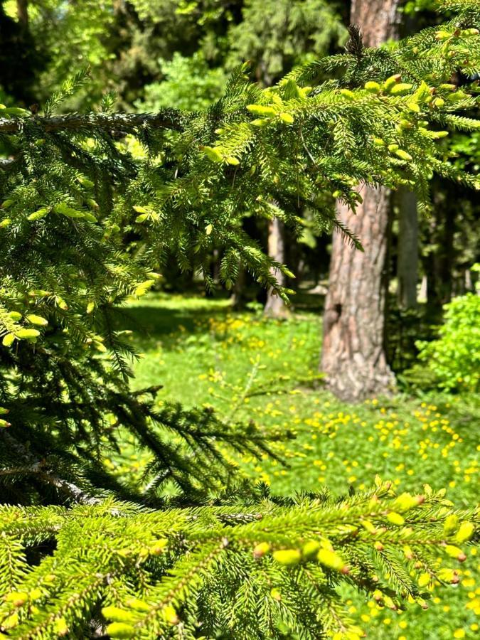Green Mountain Borjomi Bagian luar foto